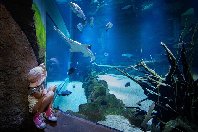 Cairns Aquarium Admission Ticket - The oceanarium and underwater tunnel are the main event