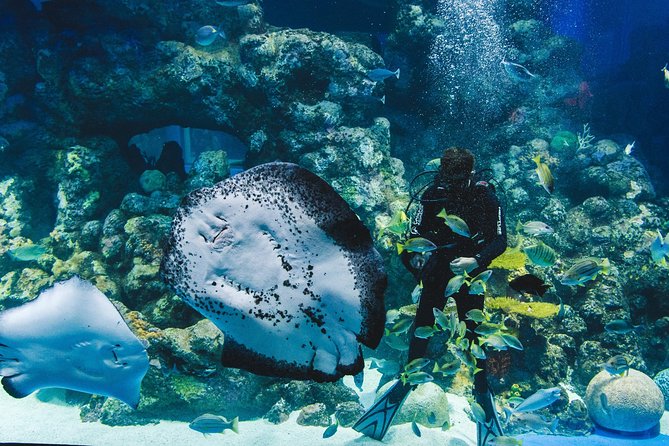 Cairns Aquarium Admission Ticket - Daily talks add value, with mixed presentation styles