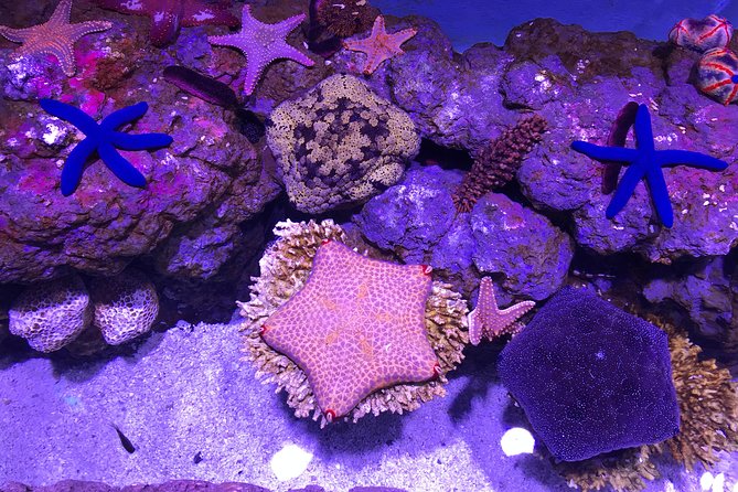 Cairns Aquarium Admission Ticket - The turtle rehabilitation work adds a serious purpose