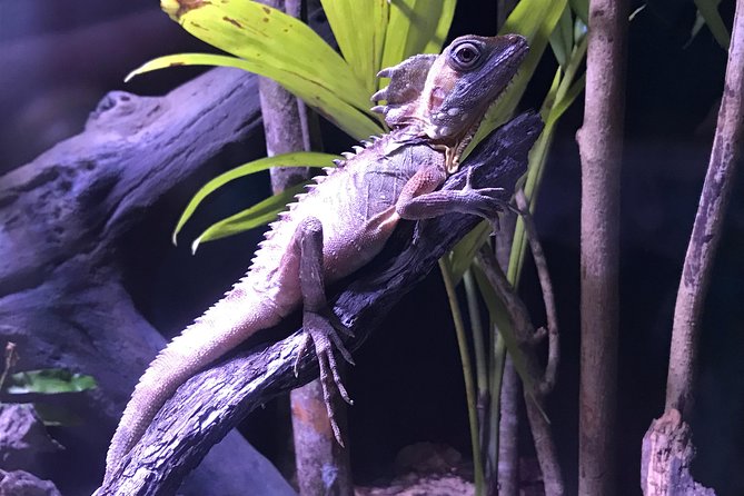 Cairns Aquarium Admission Ticket - How long should you spend inside?