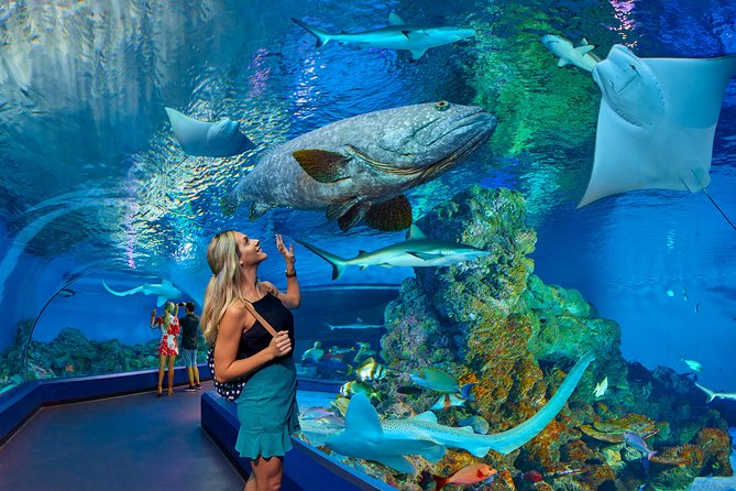 Cairns Aquarium Admission Ticket - Start with the journey from creek to Coral Sea