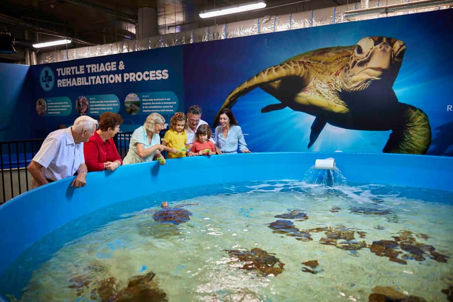 Cairns: Aquarium Entry Ticket and Turtle Rehabilitation Tour - Key points to know before you go
