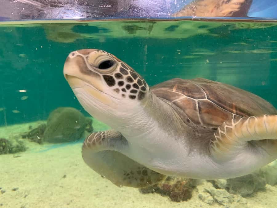 Cairns: Aquarium Entry Ticket and Turtle Rehabilitation Tour - Why the turtle visit changes the whole day