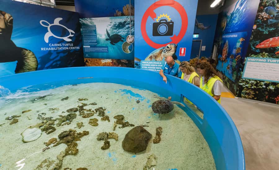Cairns: Aquarium Entry Ticket and Turtle Rehabilitation Tour - Exploring 11 zones and 71 habitats
