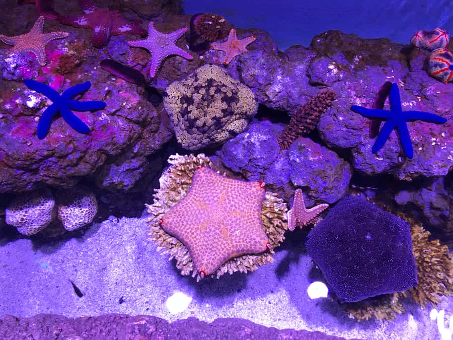 Cairns Aquarium General Admission Ticket - Key details to know before you go