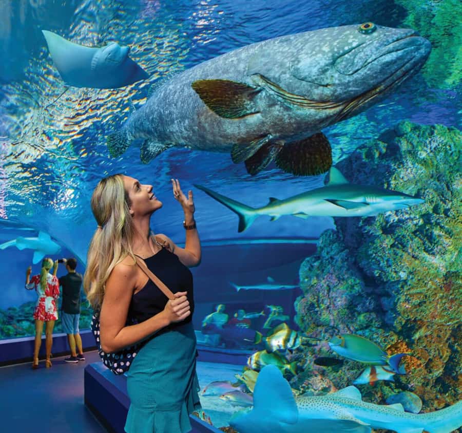 Cairns Aquarium General Admission Ticket - Why Cairns Aquarium makes sense in a reef town