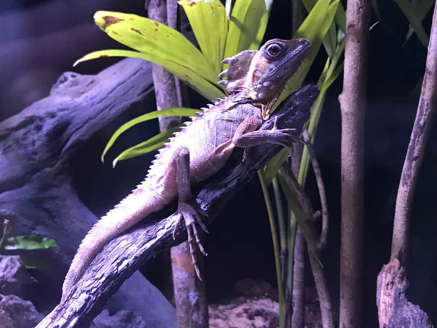 Cairns Aquarium General Admission Ticket - The Oceanarium tunnel is the family favorite