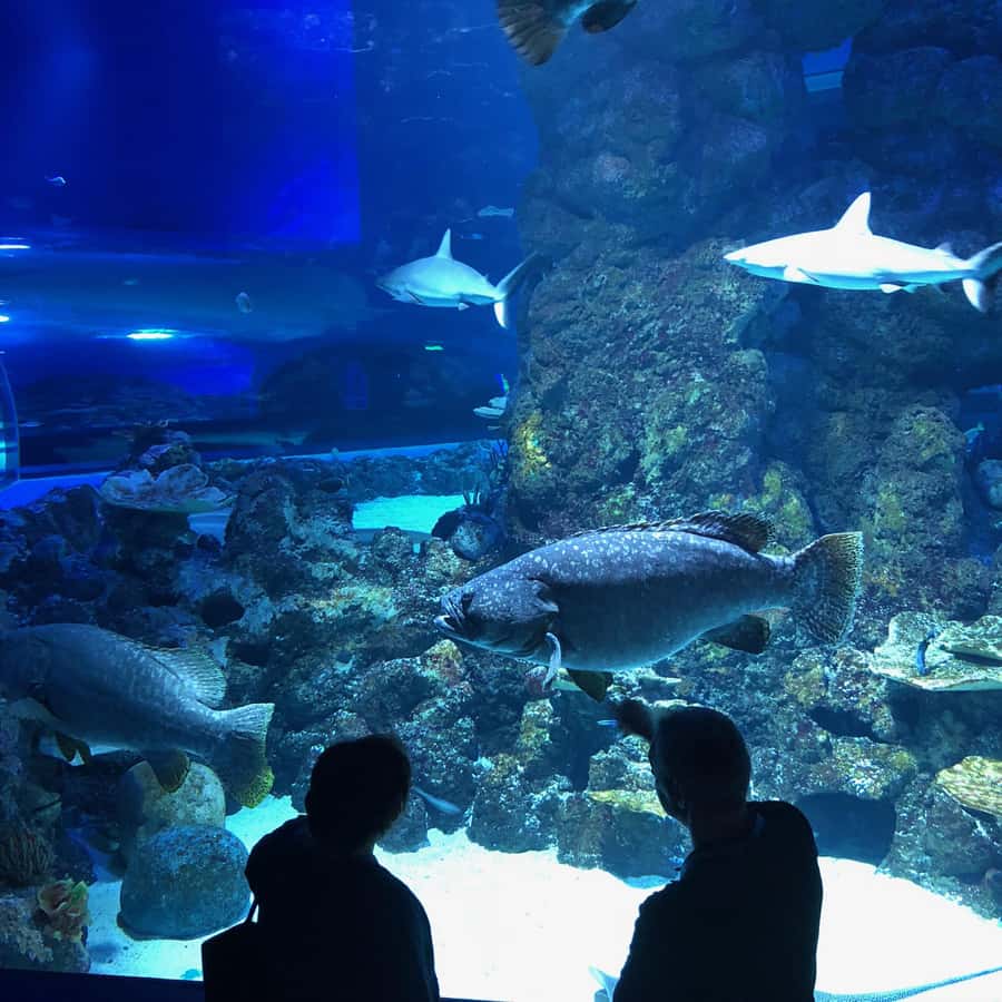 Cairns Aquarium General Admission Ticket - Educators, feeding sessions, and touch tanks
