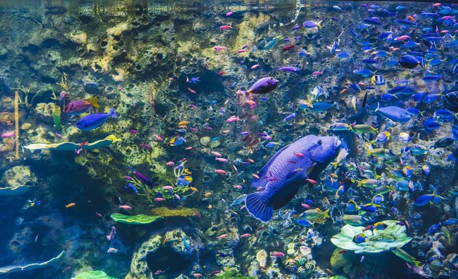 Cairns Aquarium General Admission Ticket - How long should you spend inside?