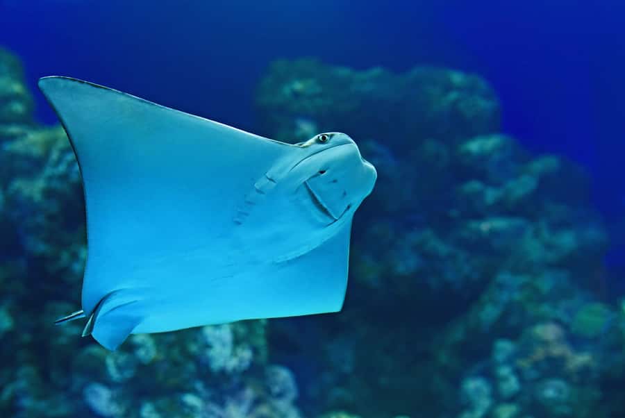 Cairns Aquarium General Admission Ticket - Is $41 good value?