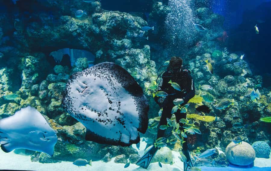 Cairns Aquarium General Admission Ticket - Following the route from rainforest to reef