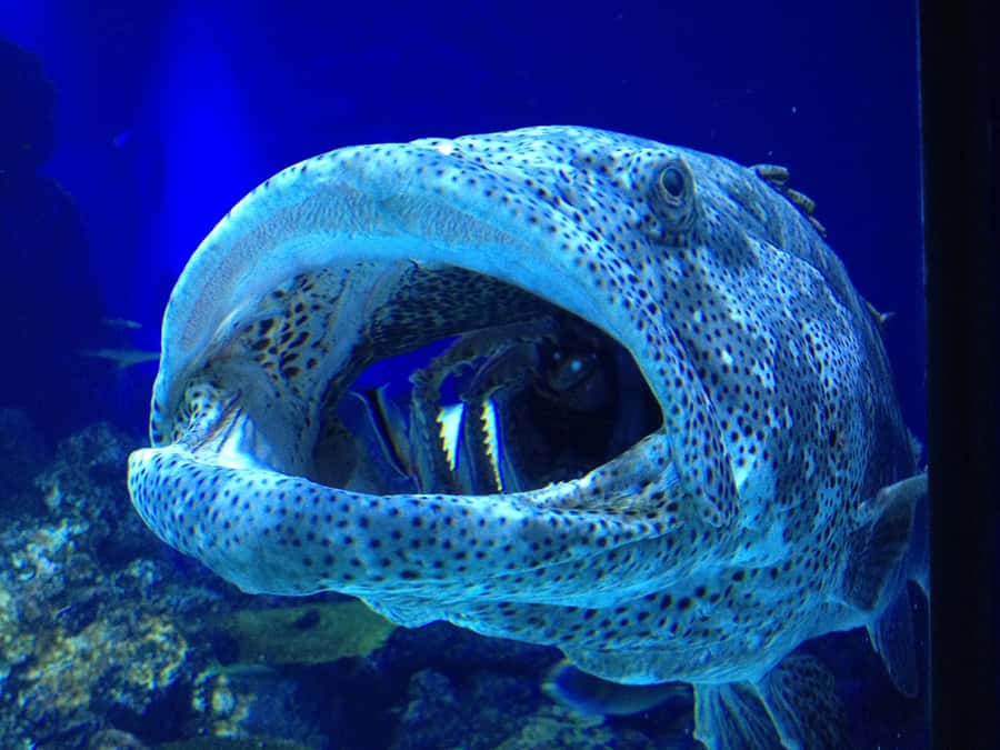 Cairns: Aquarium Guided Twilight Tour with 3-Course Dinner - Key points to know before booking