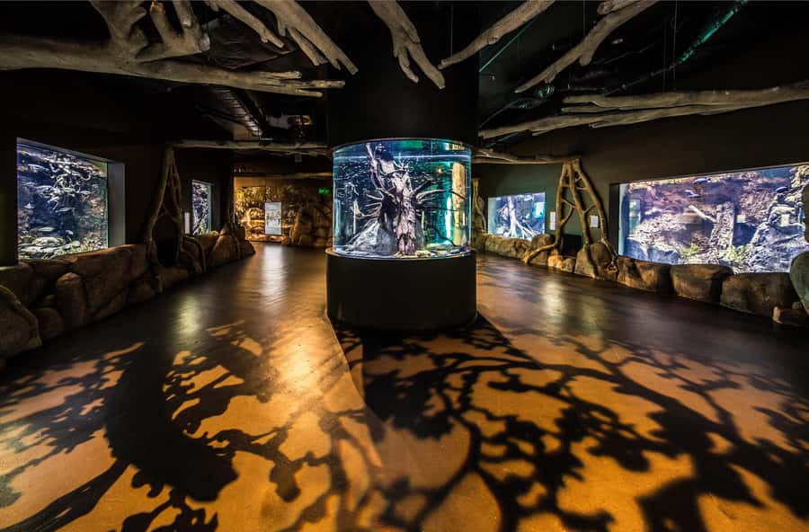 Cairns: Aquarium Guided Twilight Tour with 3-Course Dinner - Why twilight changes the aquarium experience