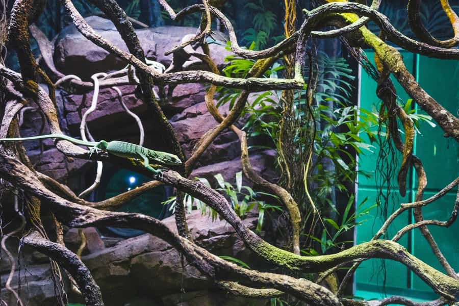 Cairns: Aquarium Guided Twilight Tour with 3-Course Dinner - The 10 ecosystems covered in two hours
