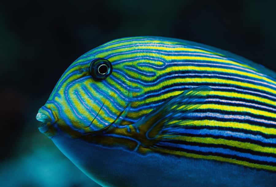 Cairns: Aquarium Guided Twilight Tour with 3-Course Dinner - Dinner beside the aquatic backdrop