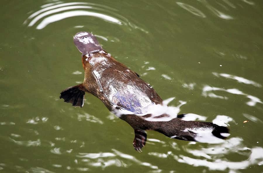 Cairns: Atherton Tablelands Full-Day Adventure - Platypus Park lunch brings the biggest food moment