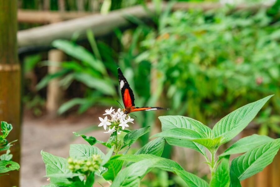 Cairns: Best of the Kuranda Rainforest Full-Day Tour & Lunch - Riding the World War II Army Duck