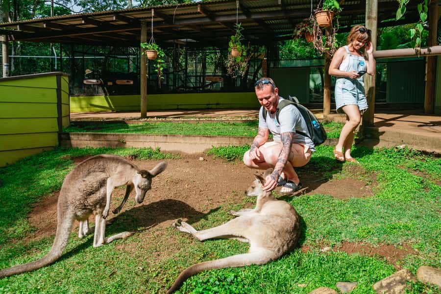Cairns: Best of the Kuranda Rainforest Full-Day Tour & Lunch - Freshwater station and the climb into the rainforest