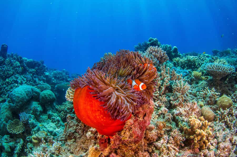 Cairns: Best Value All-inclusive Reef Trip With Scuba Dive - Snorkeling conditions and access to the water