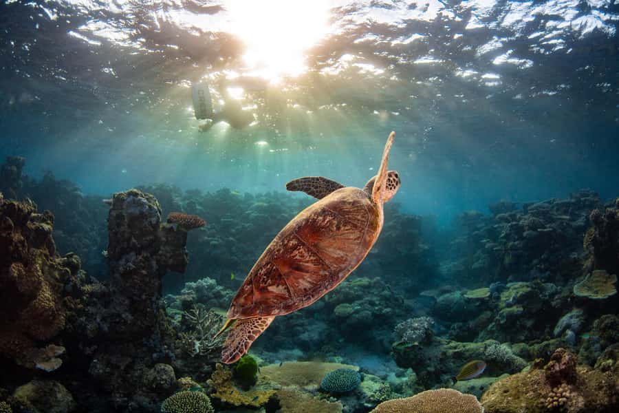 Cairns: Best Value All-inclusive Reef Trip With Scuba Dive - Lunch and the second reef location