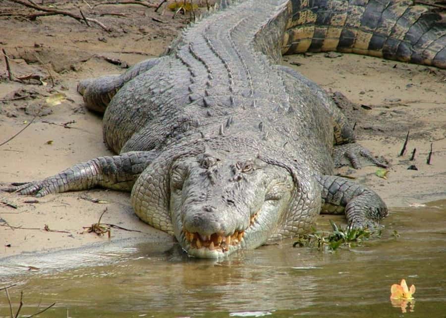 Cairns: Cape Tribulation, Beaches, Crocs & Swimming Day Tour - Key things to know before booking