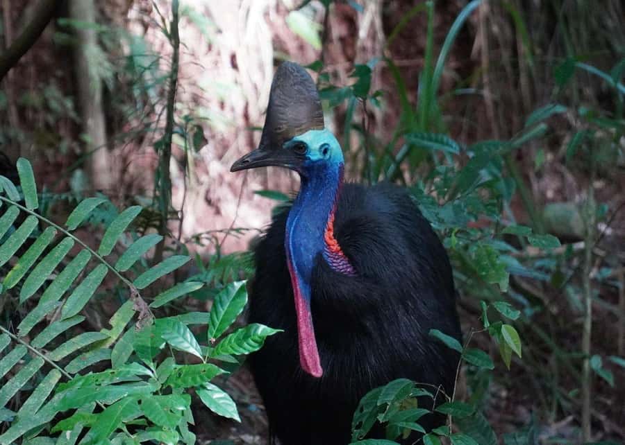 Cairns: Cape Tribulation, Beaches, Crocs & Swimming Day Tour - Is $155 a fair price?