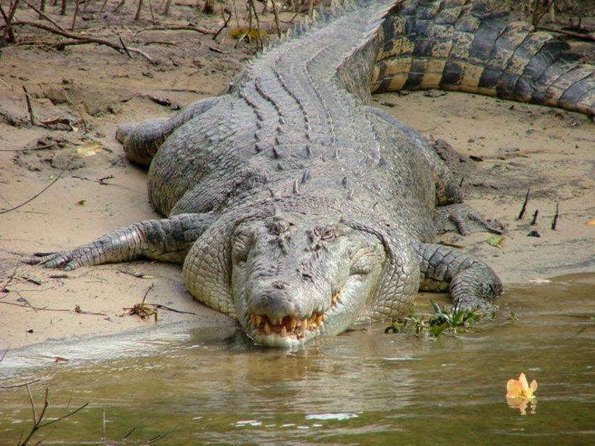 Cairns: Cape Tribulation, Beaches, Crocs & Swimming Day Tour - Lunch and the first Cape Tribulation beach time