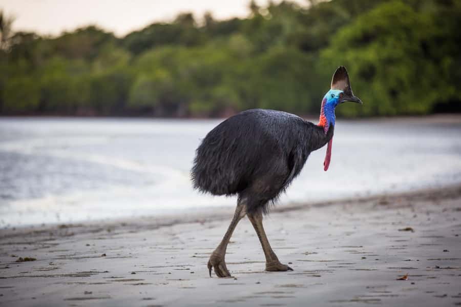 Cairns: Cape Tribulation & Daintree Rainforest Premium Tour - Why this Daintree day trip works