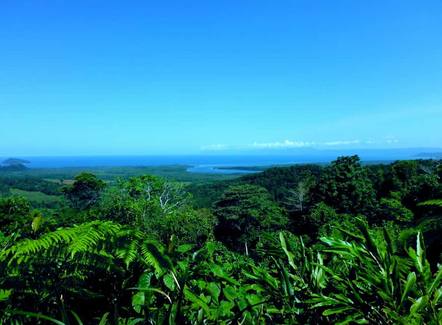 Cairns: Cape Tribulation, Mossman Gorge & Daintree Day Tour - Lunch in the Daintree rainforest