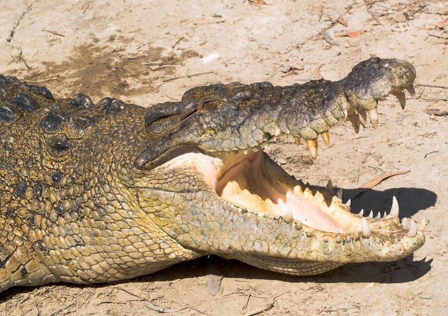 Cairns: Cape Tribulation, Mossman Gorge & Daintree Day Tour - Crocodiles on the Daintree River