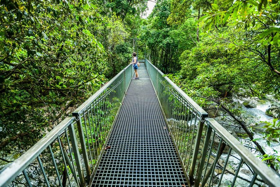 Cairns: Daintree Rainforest and Mossman Gorge Tour - What the guides add to the day