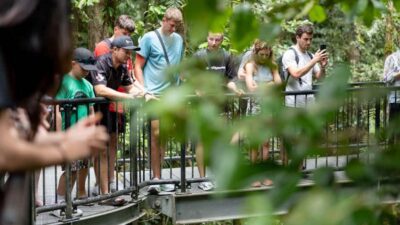 Daintree Rainforest and Mossman Gorge Tour