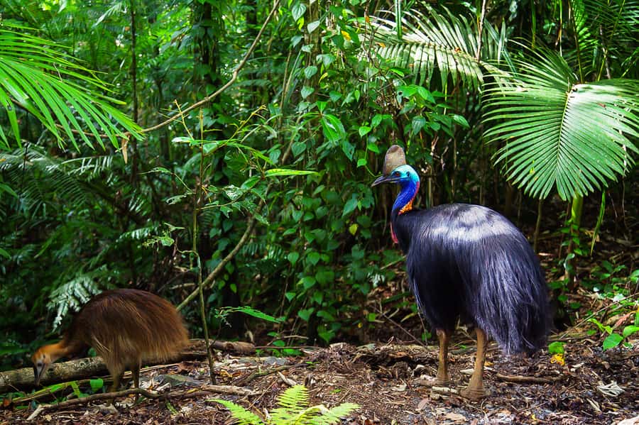 Cairns: Daintree Rainforest and Mossman Gorge Tour - Crocodile country on the Daintree River