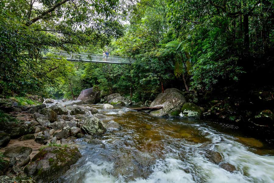 Cairns: Daintree Rainforest and Mossman Gorge Tour - A short rainforest walk with plenty to notice