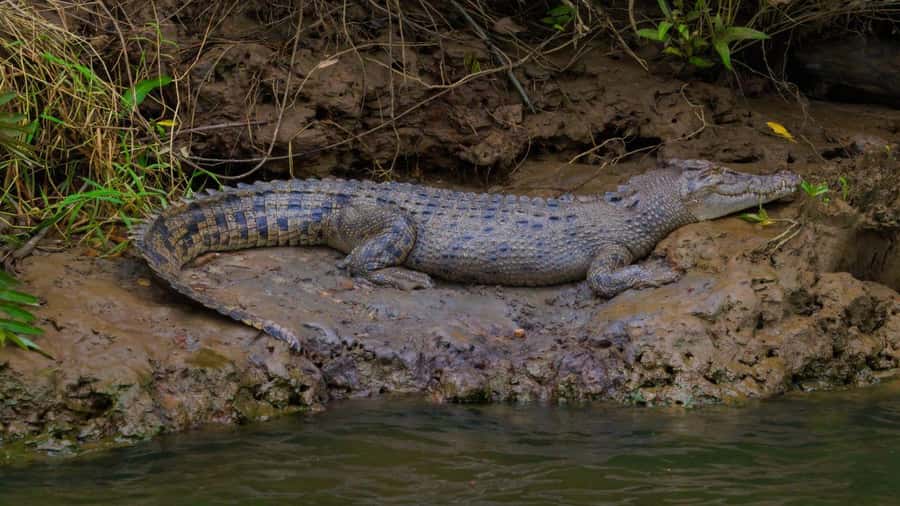 Cairns: Daintree Rainforest and Mossman Gorge Tour - The ferry and the long ride home