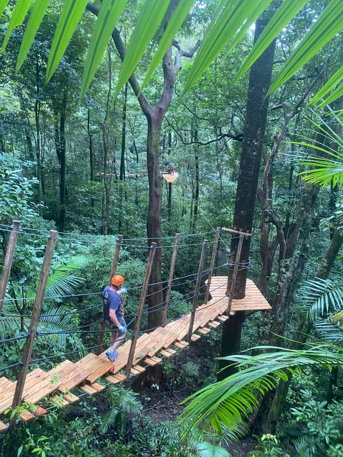 Cairns: Daintree Rainforest Canopy Ziplining Tour - Key Points Before You Book