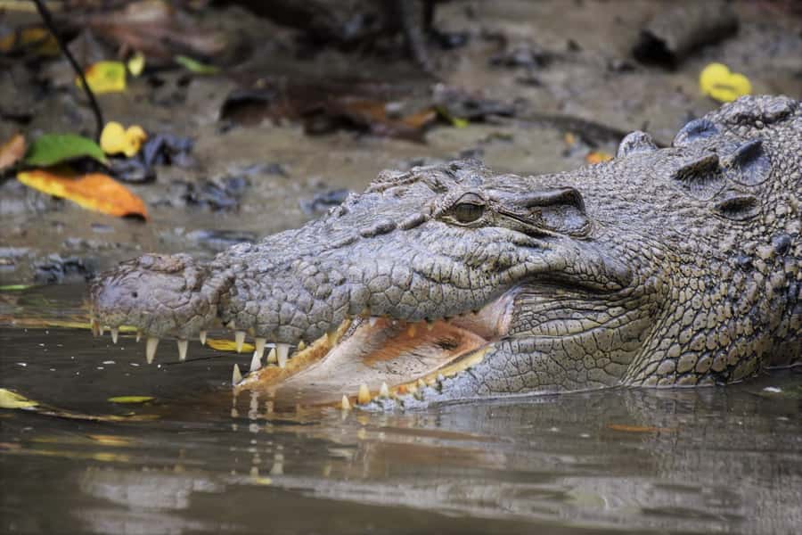Cairns: Daintree Rainforest Wildlife Experience Cruise - Arriving at the Daintree River Cruise Centre