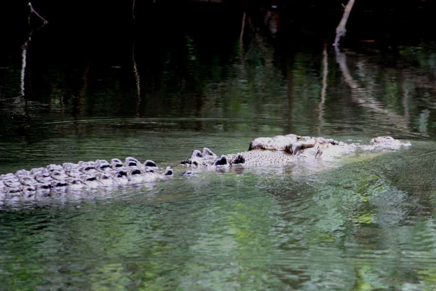 Cairns: Daintree Rainforest Wildlife Experience Cruise - More than crocodiles: mangroves, birds, and snakes