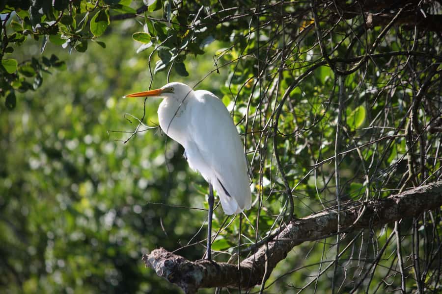 Cairns: Daintree Rainforest Wildlife Experience Cruise - Is $24 good value?