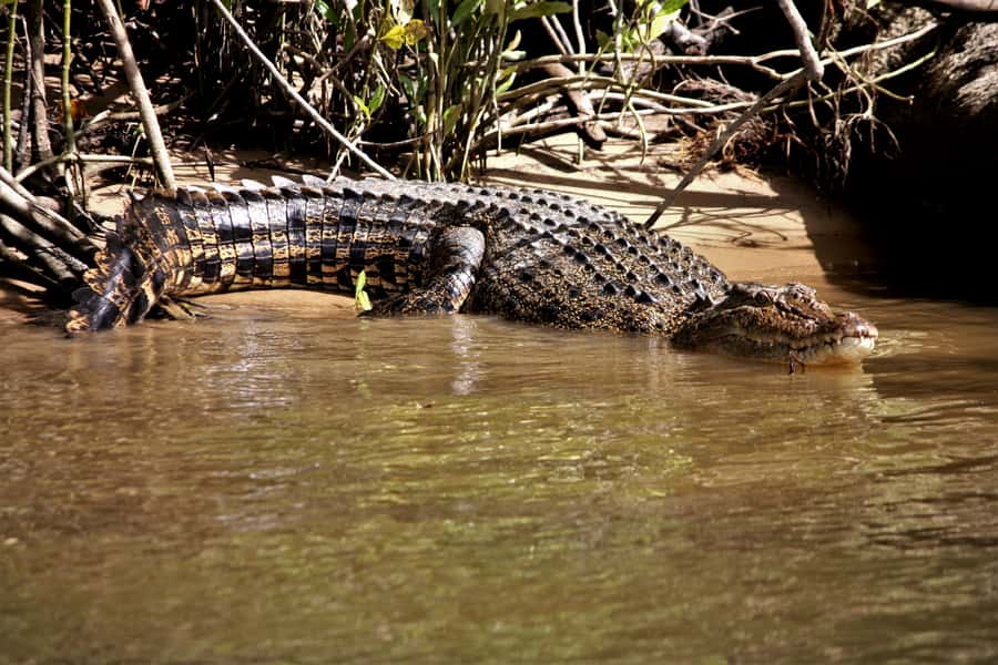 Cairns: Daintree Rainforest Wildlife Experience Cruise - One hour on the Daintree River
