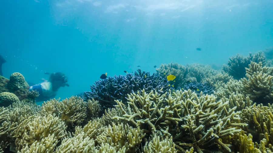 Cairns: Fitzroy Island Ferry with Optional Lunch & Activity - What lunch includes and how to handle dietary needs
