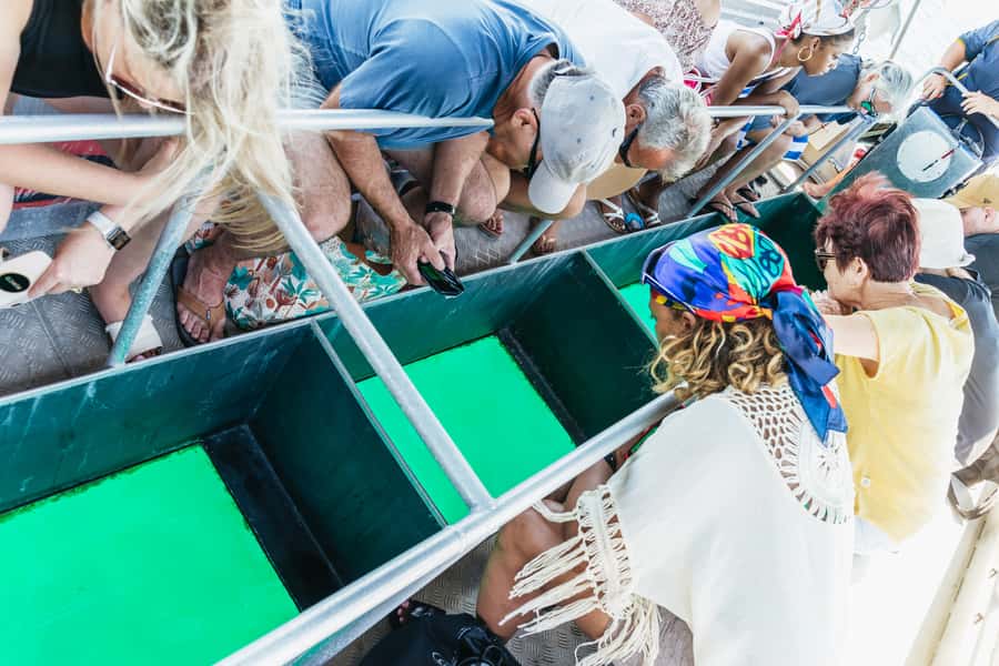 Cairns: Fitzroy Island Full-Day Trip with Optional Extras - Should you book Fitzroy Island?
