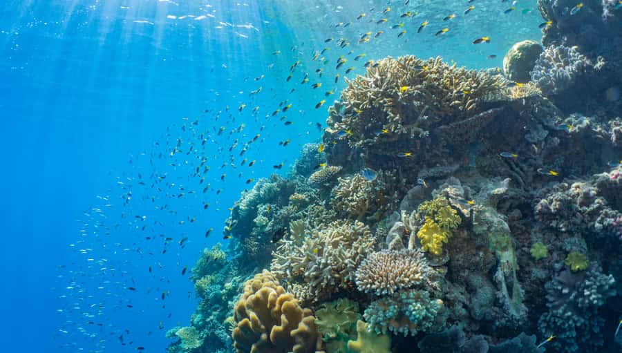 Cairns: Great Barrier Reef and Fitzroy Island Boat Tour - Glass-bottom boat and semi-submersible trips