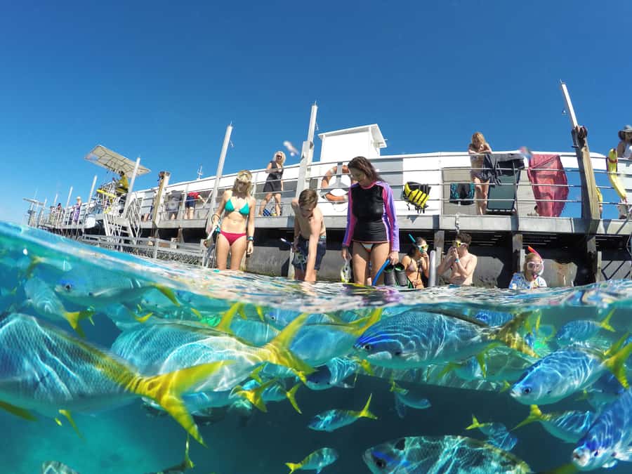 Cairns: Great Barrier Reef and Fitzroy Island Boat Tour - Fitzroy Island: beach time, walks, and a slower afternoon