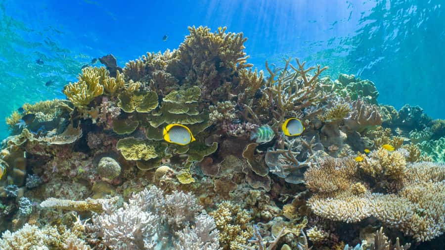 Cairns: Great Barrier Reef and Fitzroy Island Boat Tour - Moore Reef pontoon: the main event for water lovers