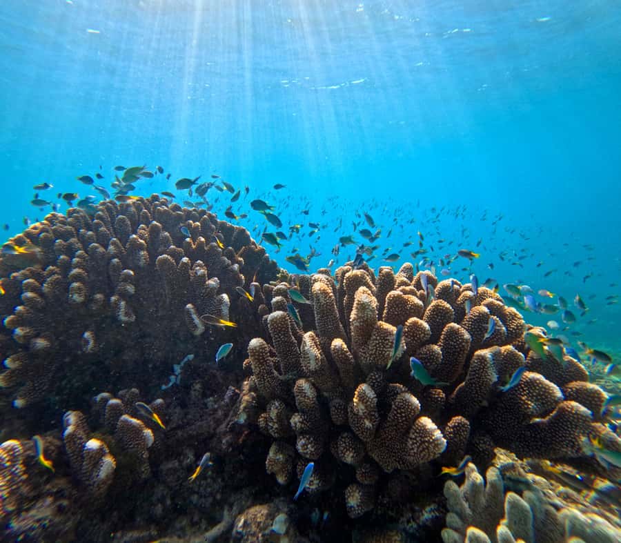 Cairns: Great Barrier Reef Half-Day Snorkelling Tour - One and a half hours among coral and fish