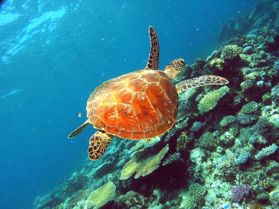 Cairns: Great Barrier Reef Half-Day Snorkelling Tour - What the guides add beneath the surface