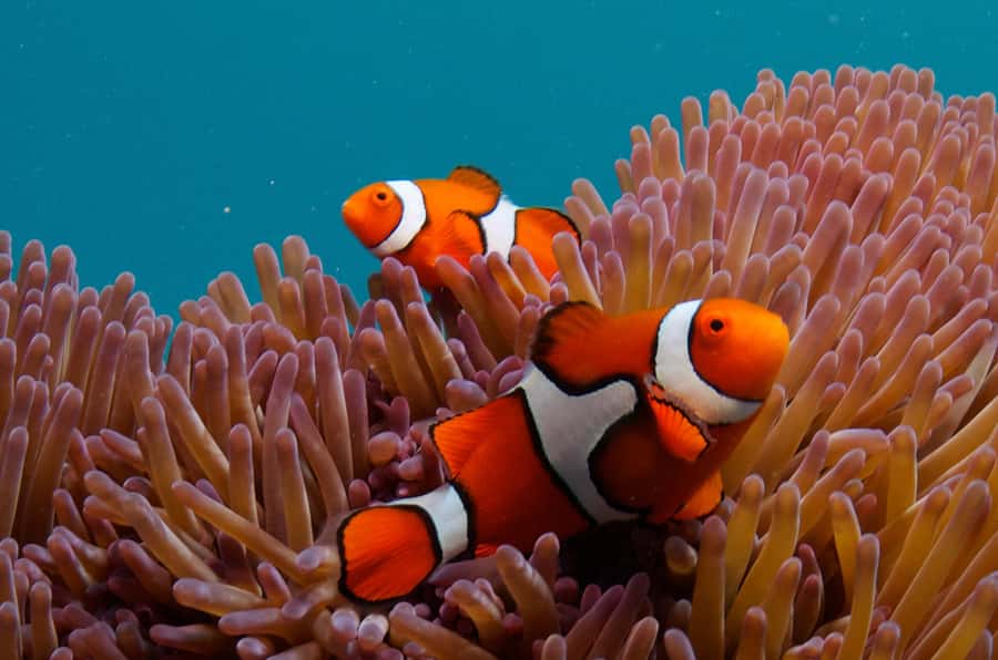 Cairns: Great Barrier Reef Overnight Snorkelling Boat Trip - Is the $495 price good value?