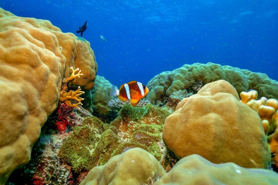 Cairns: Great Barrier Reef Premium Diving Full Day Tour - The scuba upgrade for first-timers and certified participants