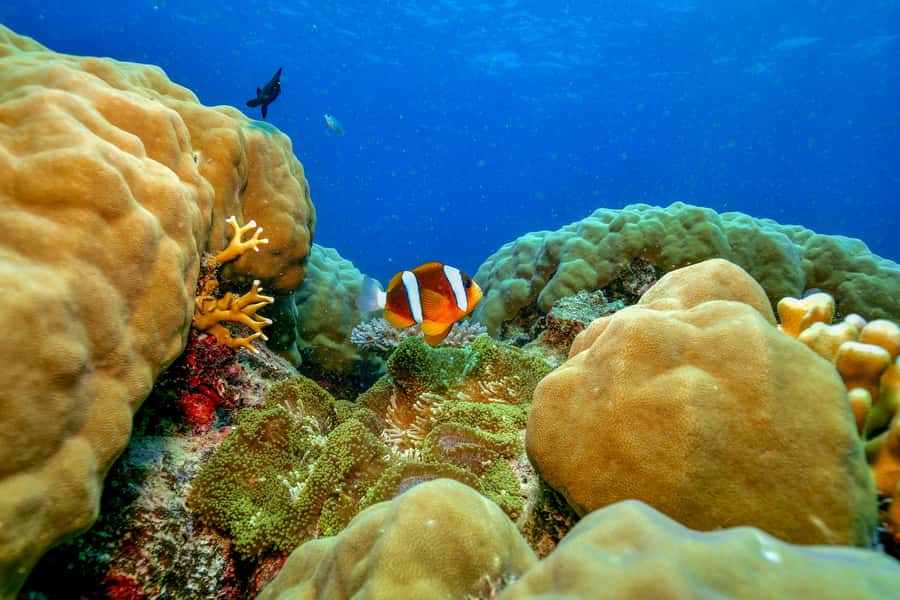 Cairns: Great Barrier Reef Premium Diving Full Day Tour - Indigenous welcome and the reef’s creation stories